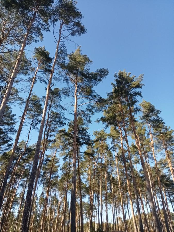Ferienzimmer Waldzauber Borkwalde Kültér fotó